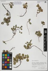 Foto von Salix herbacea L.